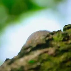 ? A Tamarin Playing With A Leaf Insect'